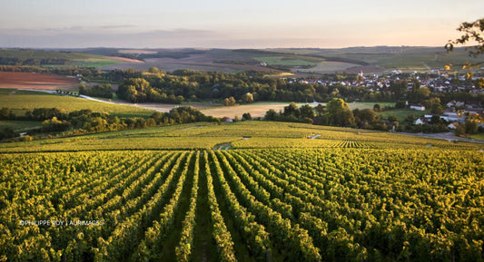 L.M : " Global wine production hits lowest level since 1961 "