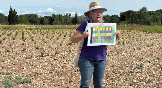 V. : " Variétés Bouquet et cépages tolérants à la sécheresse passés à la loupe "