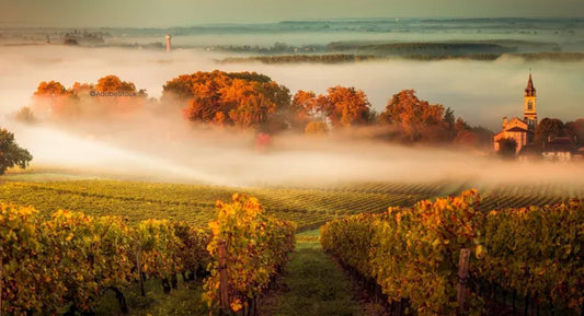F.V. : " Des prix au plus bas depuis 20 ans : le classement des meilleurs vins de Bordeaux 2024 en primeur "