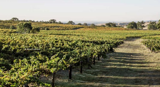 V. : " Aléas climatiques et économiques réduisent les vins 2024 dans l’hémisphère Sud "