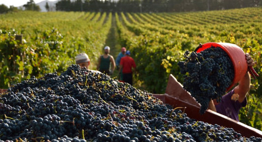 V. : " Des vignobles en avance, d’autres en retard sur les vendanges 2023 "