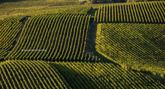 V. : " L’interdiction des herbicides dans le vignoble à préciser "