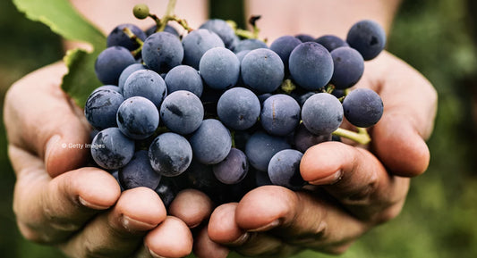 R.V.F. " Dans le vin, qu'est-ce qu'un cépage "