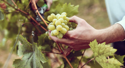 R.V.F. : " Le contrôle de la maturité des raisins, une étape décisive pour lancer les vendanges "