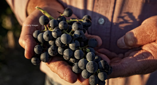 R.V.F. : " 40 cuvées qui mettent en valeur les cépages de leur région "