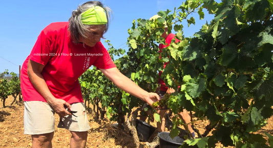 V. " Coup d’envoi des vendanges 2024 en France "