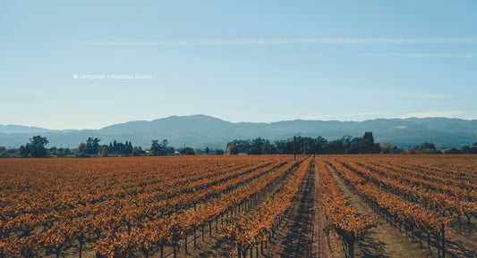 T.V. : " La vallée de Napa, la quintessence du vignoble américain "