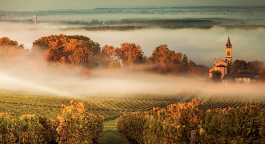 V. : " Des cépages anciens pour le futur vignoble de Bordeaux "