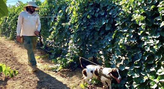 W.S. : "Combating Vineyard Pests Goes to the Dogs"