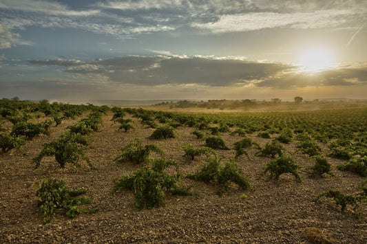 D.B. : " How Moët Hennessy is saving Spain’s oldest vineyards "