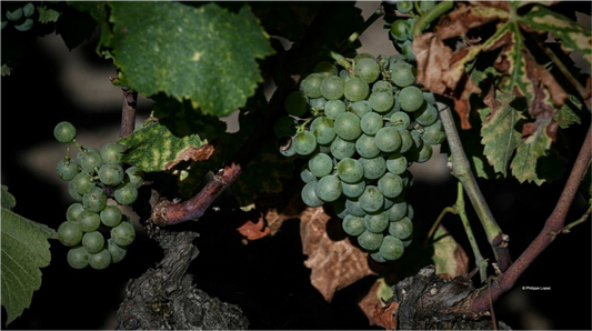 France24 : " How France’s wine industry is adapting to climate change "