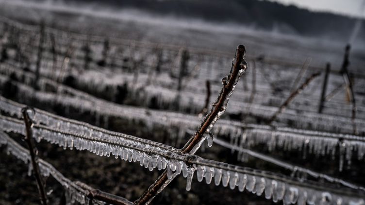 R.V.F. : " A Bordeaux, le gel de printemps change le vignoble en profondeur "
