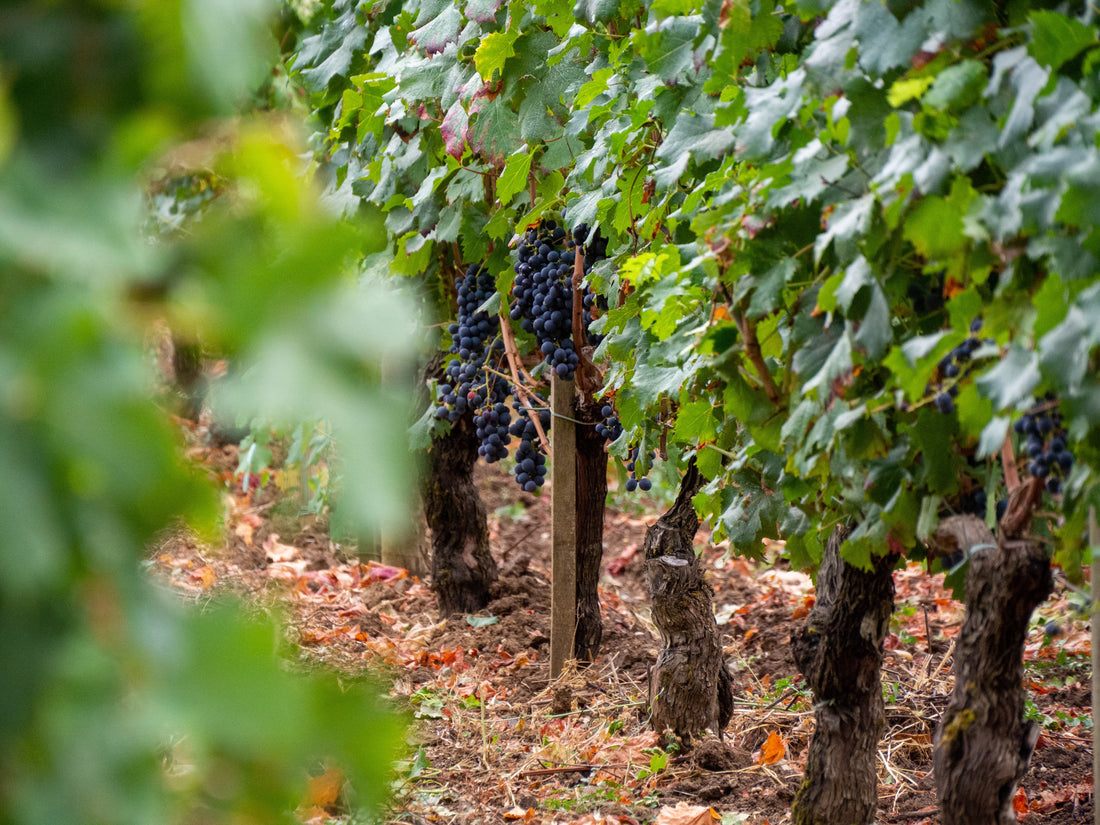 T.D.V. : " Développement durable : Bordeaux passe au vert "