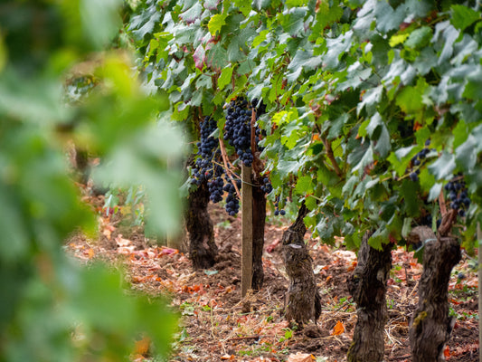 T.D.V. : " Développement durable : Bordeaux passe au vert "