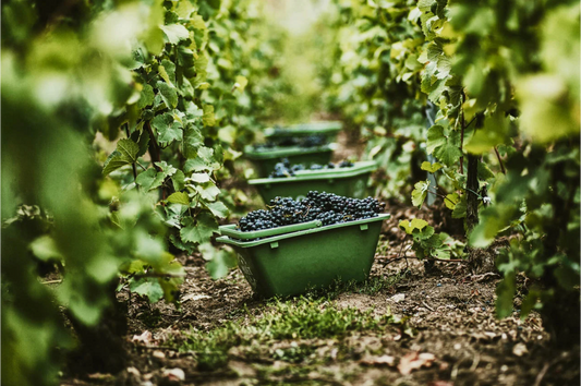 D.B. : " Why ‘regenerative viticulture’ is gaining ground among major wine producers "