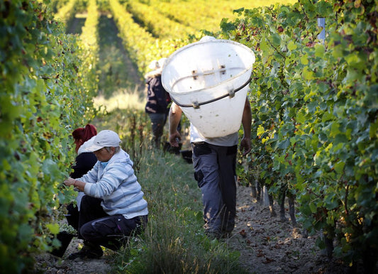 T.V. : " [Vendanges] Feu sur les blancs du Médoc "