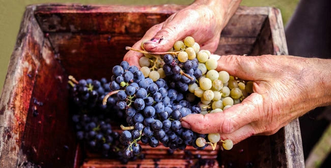 F.V. : " Vendanges 2022 : une production de vin en hausse malgré la sécheresse "
