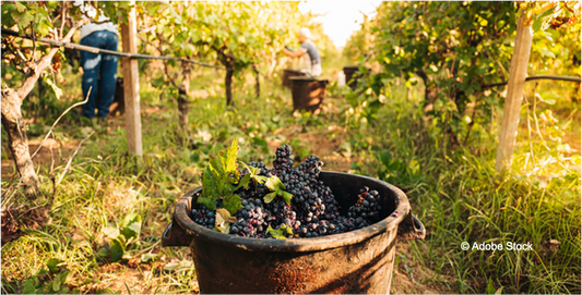 F.V. : " Vendanges: premiers coups de sécateur «précoces» dans le Bordelais "