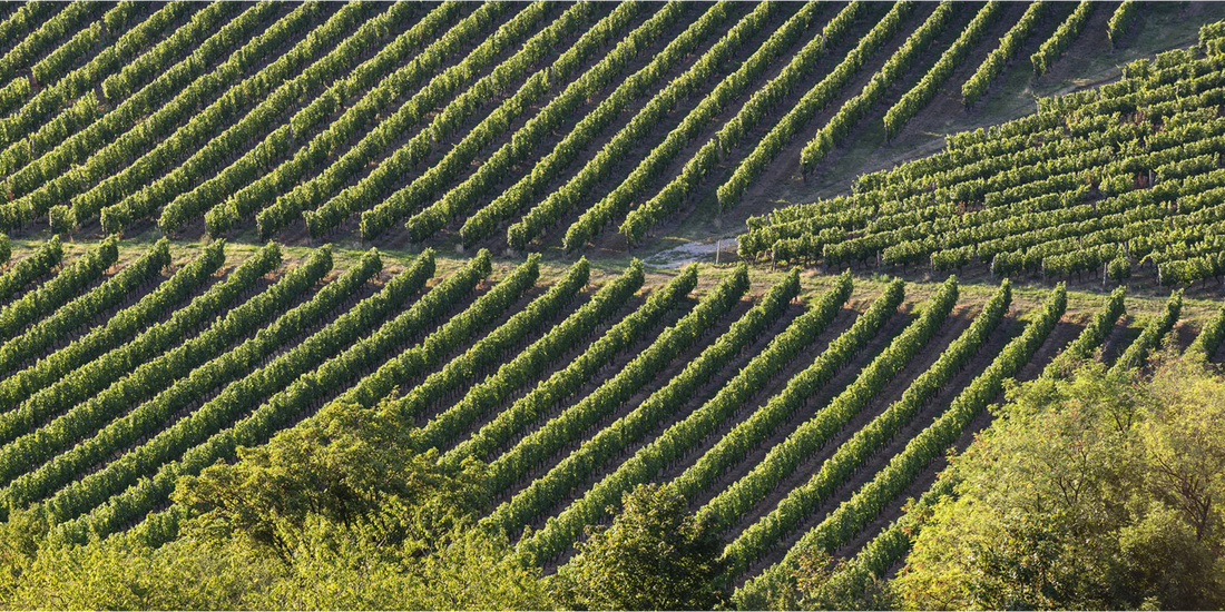 R.V.F. : " Les vins de Bourgogne visent la neutralité carbone d’ici à 2035 "