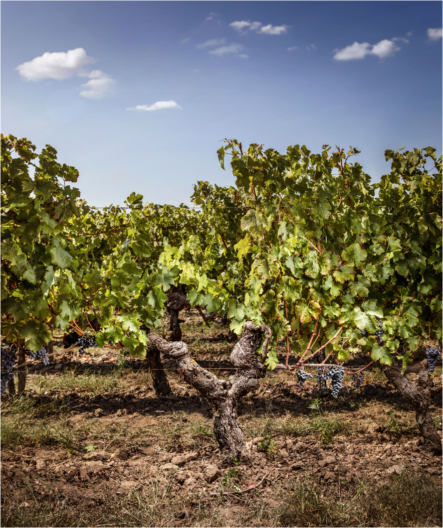 Vitisphère : " La consommation de vins bio fait de la résistance, avec une croissance de 9 % en France "