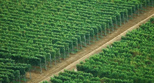 "Dans les vignes bordelaises, le pari de nouveaux cépages plus résistants"