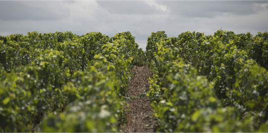 R.V.F. : " Pourquoi créer une AOC "Médoc blanc" ? "