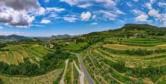 F.V. : " Millésime 2022 : une année en demi-teinte pour les vins de la vallée du Rhône "
