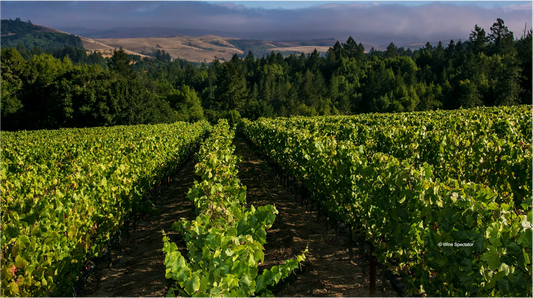 W.S. : " France's AXA Millésimes Buys Platt Vineyard in the Sonoma Coast Region "