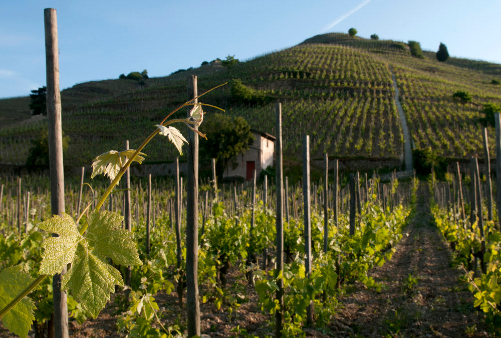 DOMAINE JEAN-LOUIS CHAVE