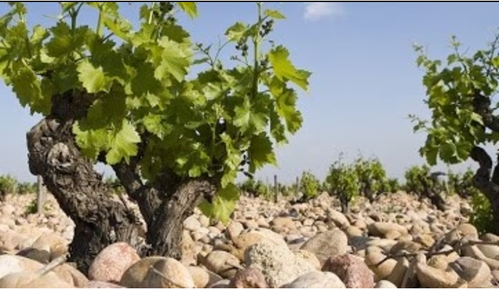 DOMAINE DU PEGAU, CUVÉE A TEMPO