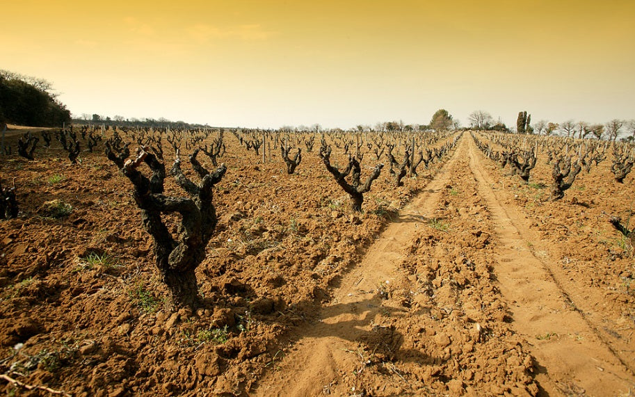 CHATEAU RAYAS